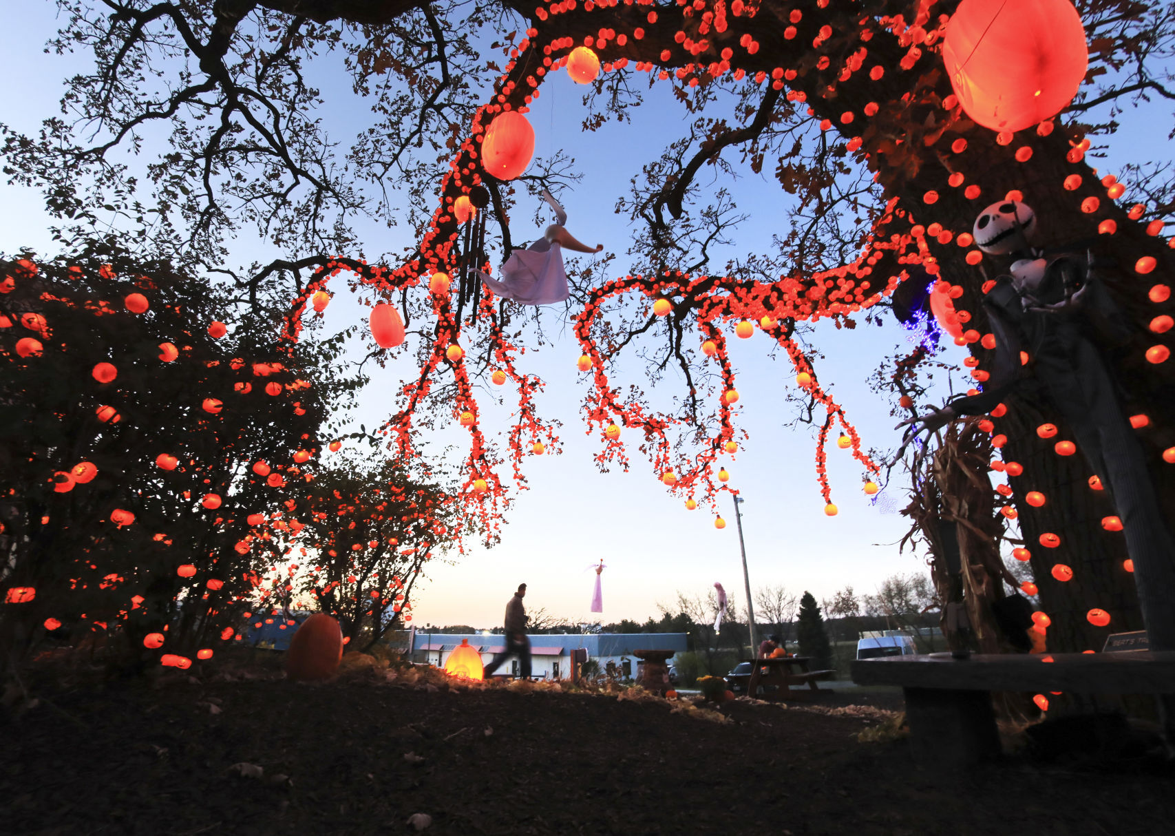 GREAT PUMPKIN TREE